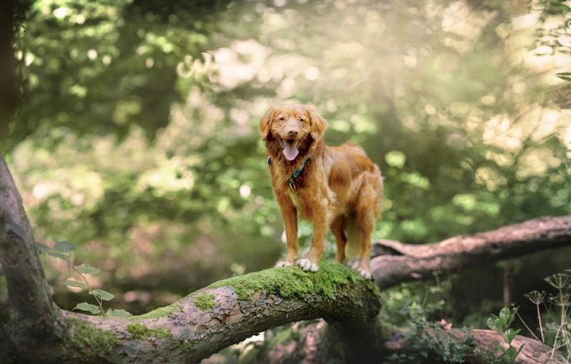 Les fenêtres de communication avec le chien