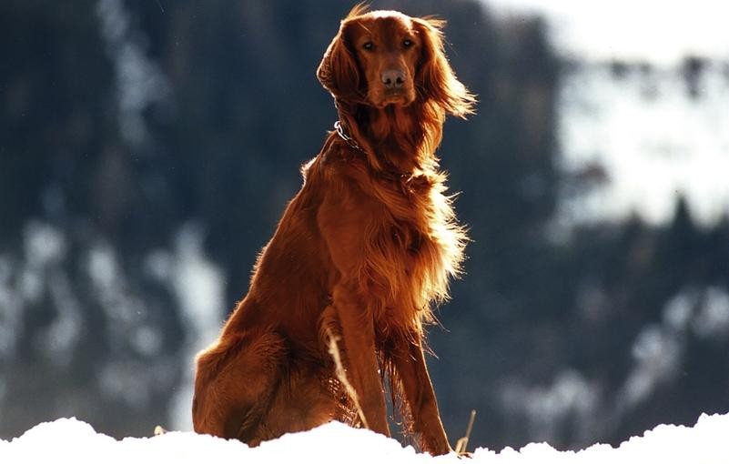 La culpabilisation des educateurs canins