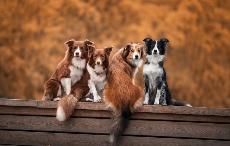 La confiance : le secret de l'équilibre avec un chien.