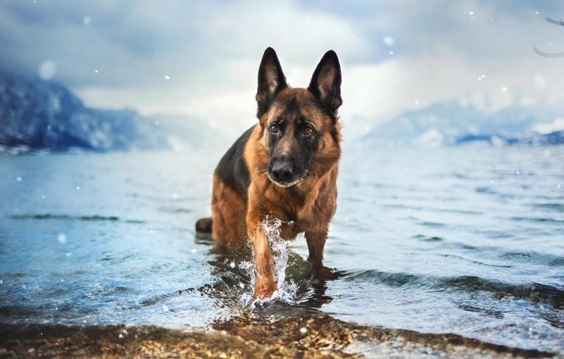 Les apparences trompeuses en éducation canine.