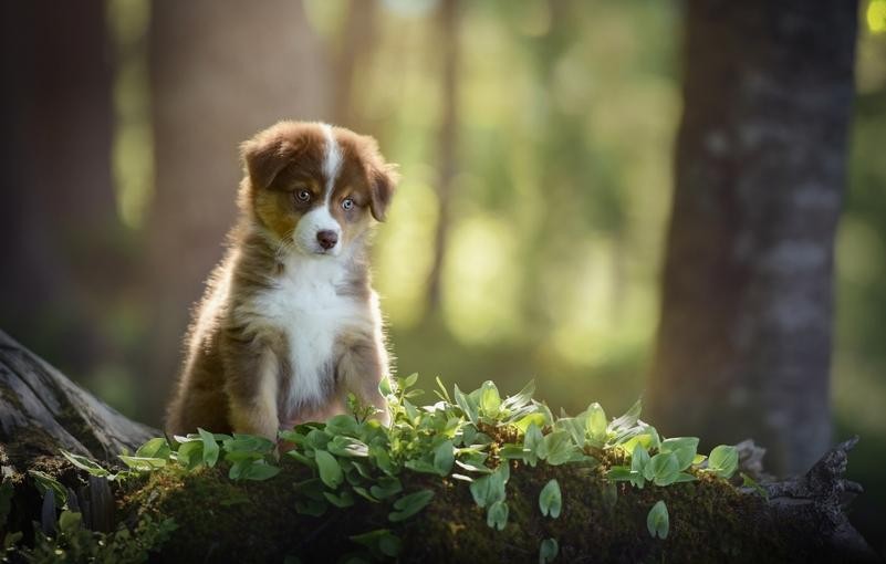 Les chiens nous connaissent mieux que nous les connaissons.