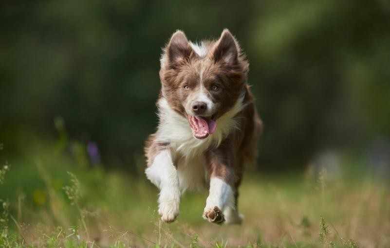 L'anticipation avec son chien