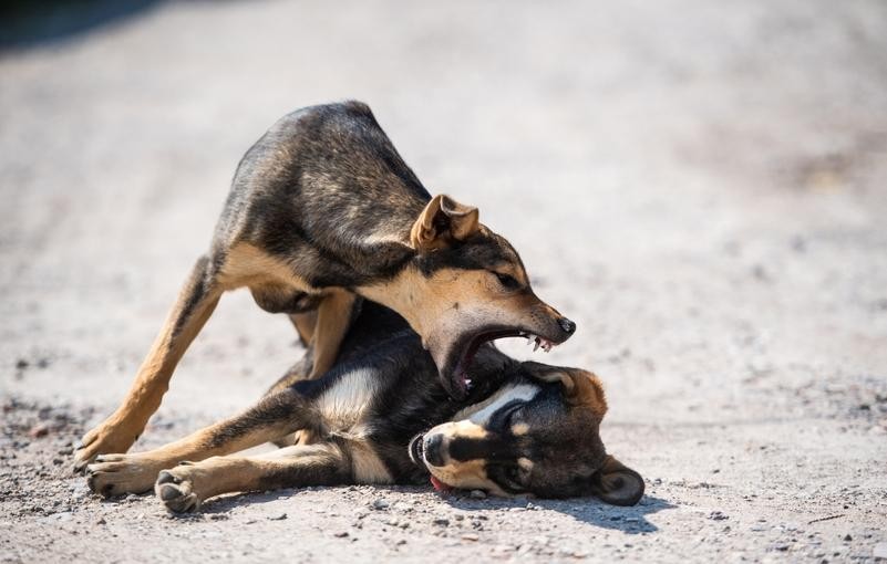 La lecture du chien en éducation canine.