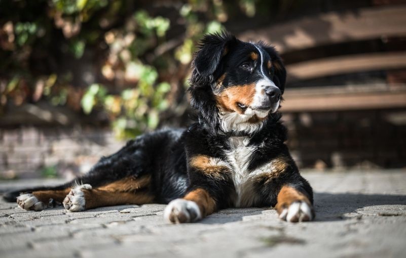 Les débats du monde canin : une perte de temps