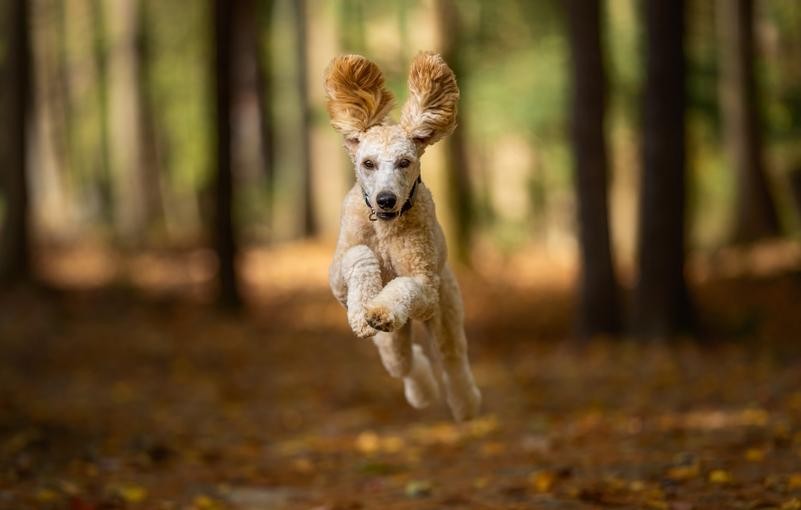 La volonté de confiance et de surpassement en education canine