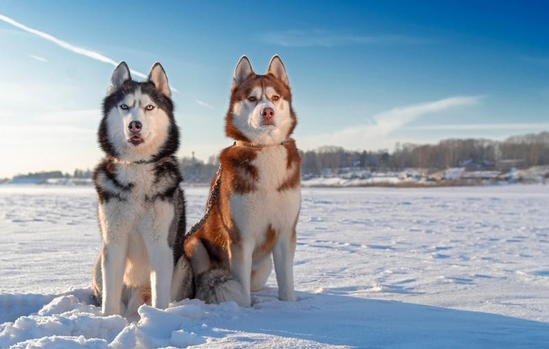 Le consentement du chien en éducation canine.