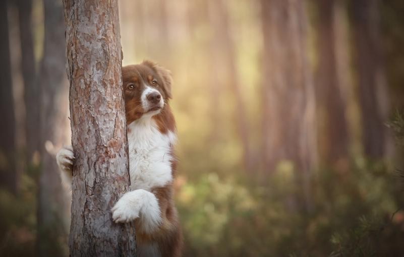 Le regard des autres en éducation canine