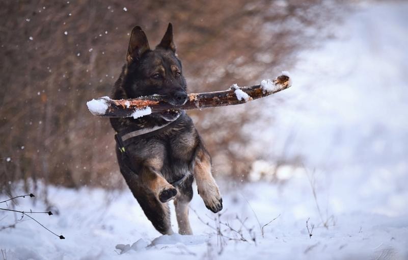 La recherche du confort chez le chien